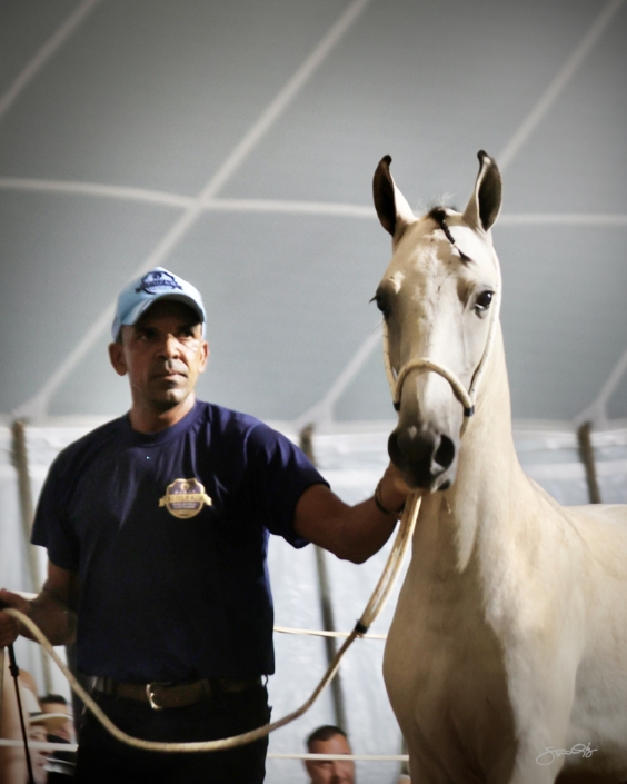 Leilão Castelo Azul (104)
