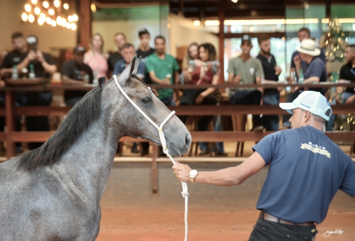 Leilão Castelo Azul (11)