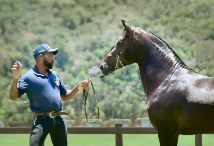 Leilão Castelo Azul (113)