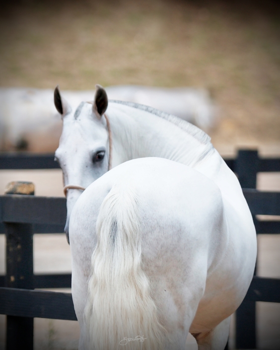 Leilão Castelo Azul (18)