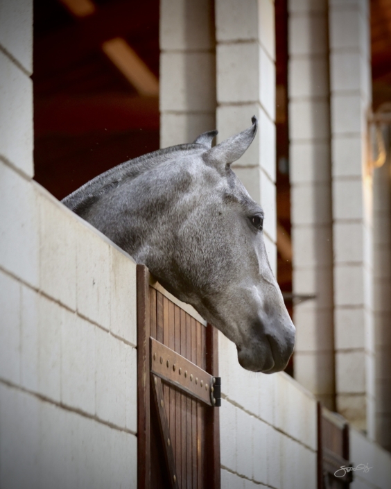 Leilão Castelo Azul (21)