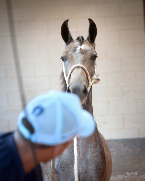 Leilão Castelo Azul (33)