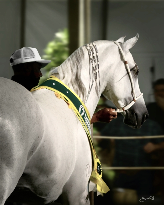 Leilão Castelo Azul (48)