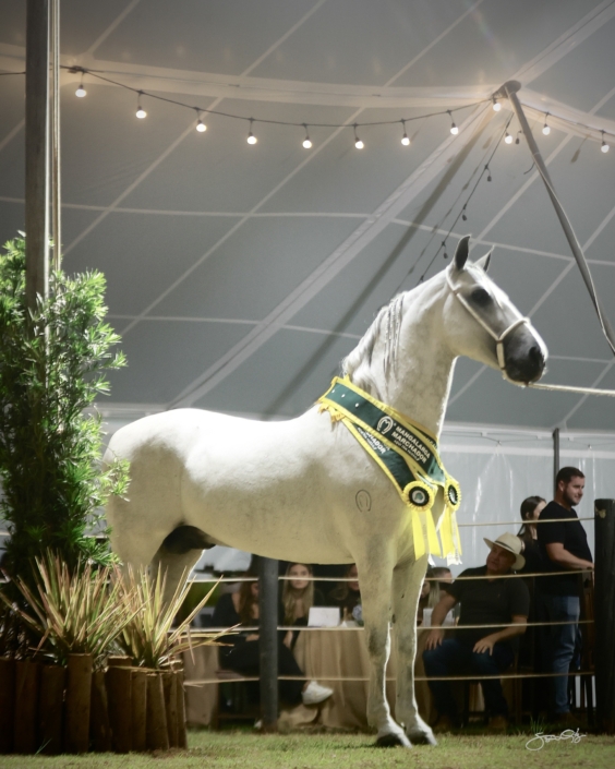 Leilão Castelo Azul (49)