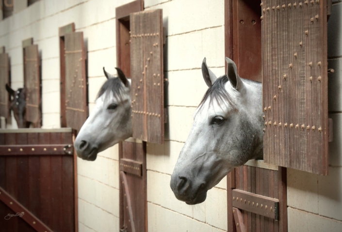 Leilão Castelo Azul (5)