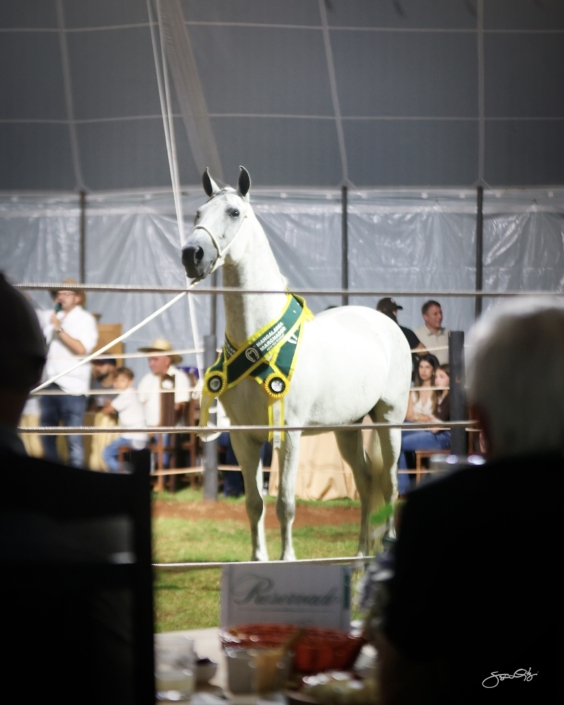 Leilão Castelo Azul (50)