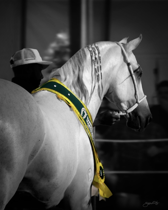 Leilão Castelo Azul (51)