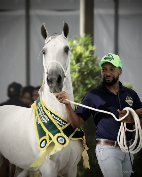 Leilão Castelo Azul (52)