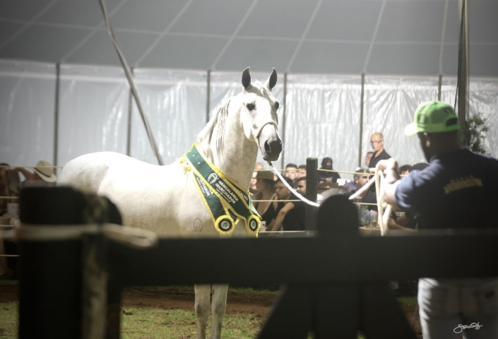 Leilão Castelo Azul (54)