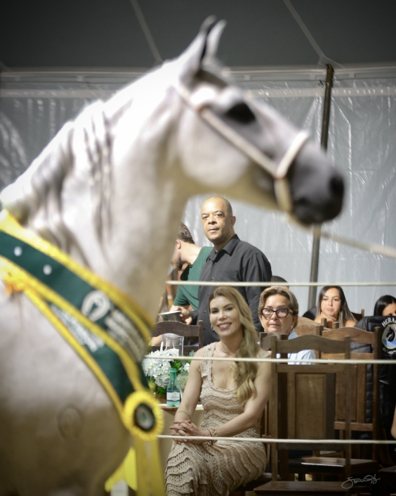 Leilão Castelo Azul (56)