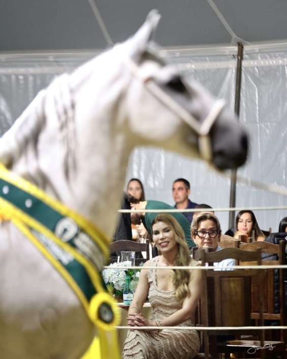 Leilão Castelo Azul (58)
