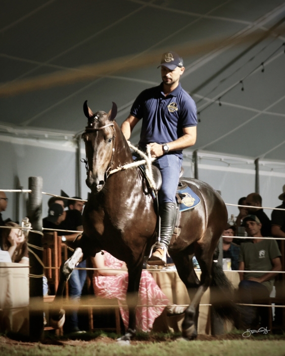 Leilão Castelo Azul (63)