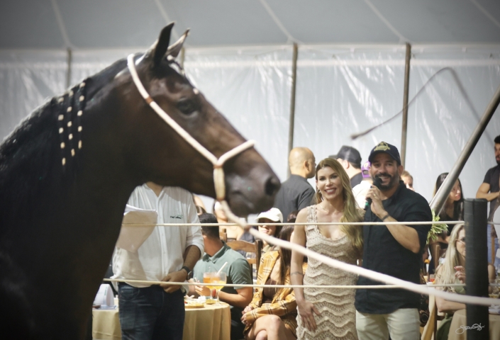 Leilão Castelo Azul (64)