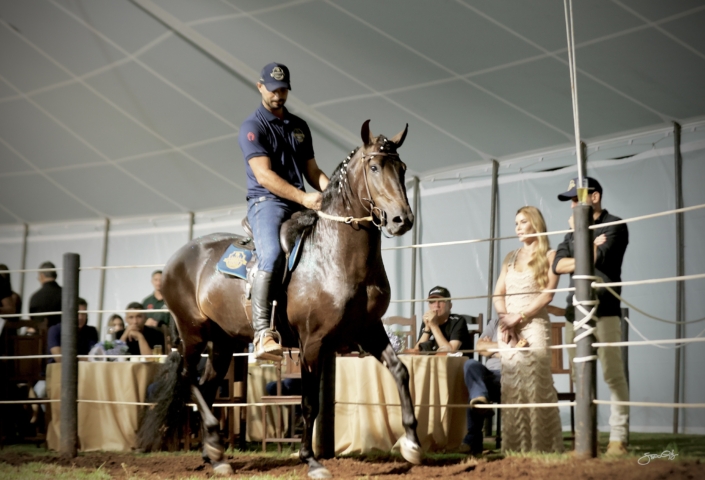 Leilão Castelo Azul (65)