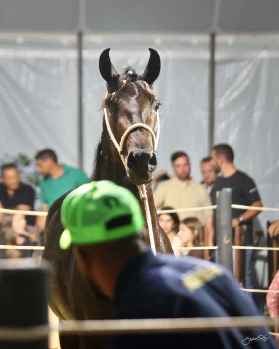 Leilão Castelo Azul (69)
