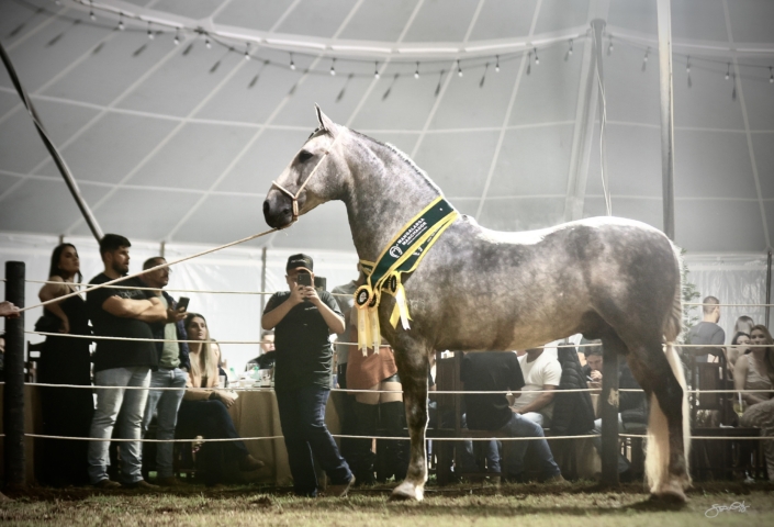 Leilão Castelo Azul (73)