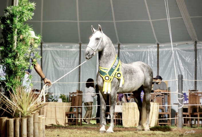 Leilão Castelo Azul (75)