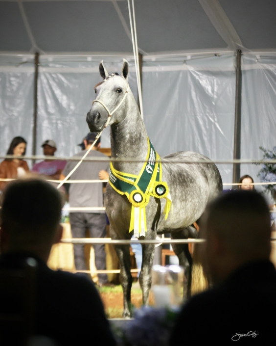 Leilão Castelo Azul (78)