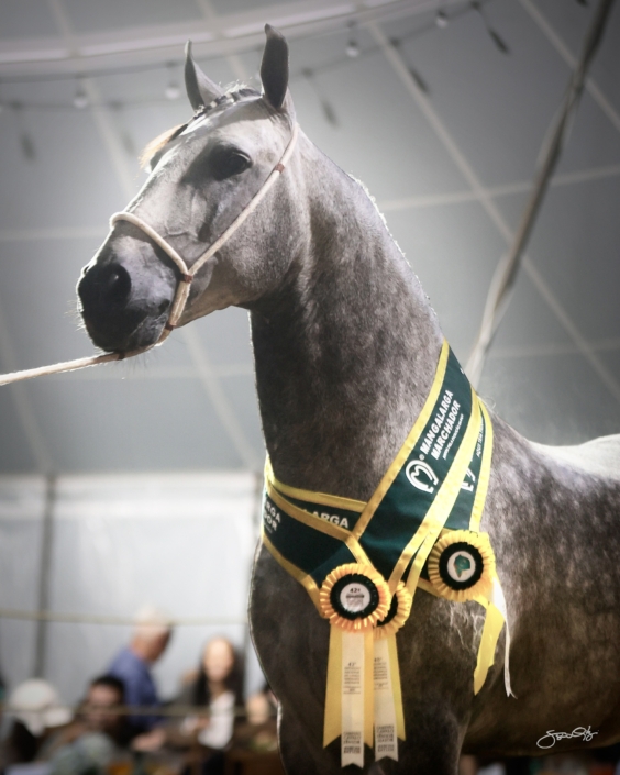 Leilão Castelo Azul (82)