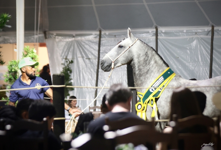 Leilão Castelo Azul (83)