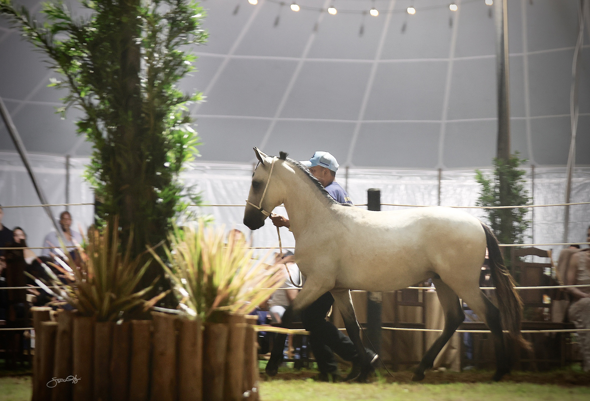 Leilão-Castelo-Azul-(85)