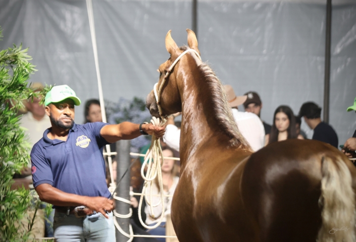 Leilão Castelo Azul (92)