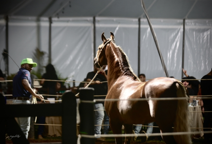 Leilão Castelo Azul (93)