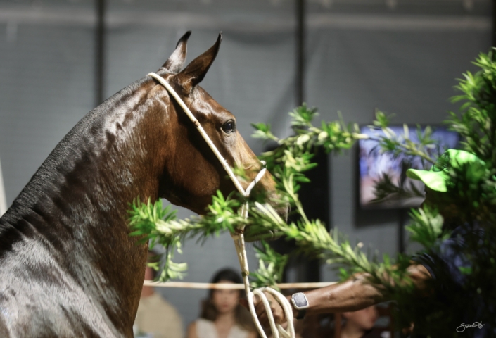 Leilão Castelo Azul (97)